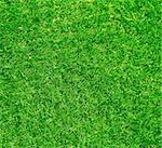 Beautiful natural green grass