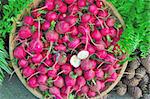 The radish (Raphanus sativus) is an edible root vegetable of the Brassicaceae.