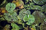 Leaves of water lilies in a pond