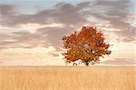 Einsamer Baum in einem Feld im Herbst