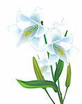 White lily on a white  background
