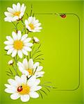 Camomile frame 15