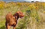 A smiling Vizsla dog stands in a green field in the autumn