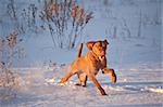 A shot of a Vizsla dog running through a snowy field in winter.