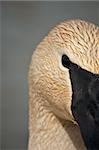 An extreme close up shot of a Trumpeter Swan.