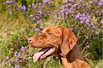A close-up shot of a Vizsla dog in profile in a green field with purple wildflowers.