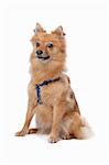 Dutch keeshond isolated on a white background