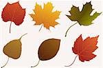 illustration of set of different maple leaves