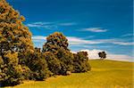 Lonely tree on the hill in autumn