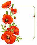 Red poppy frame