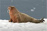 Walrus on the Ice