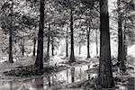 Landscape of forest with brook in black and white.