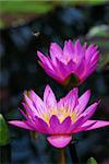 Water lily closeup in purple color in water