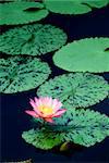 Water lily in pond with lovely pink color and leaves.