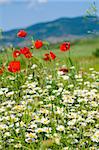 Beautiful summer mountain landscape with red poppy and white camomile flowers.