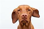 A closeup shot of a staring Hungarian Vizsla dog with one ear blowing in the wind and a gray sky in the background