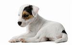 Parson Russell Terrier puppy lying in front of white background