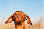 A closeup portrait of a Vizsla dog in a field in spring.