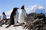 penguins dreaming sitting on a rock, mountains in the background