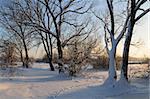 Beautiful winter sunset with trees in the snow