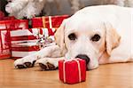Beautiful Labrador retriever on Christmas day lying on the floor