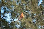 A male Northern Cardinal perches in the branches of an evergreen tree with blue sky in the background.