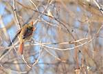 A female cardinal perched on a tree branch.