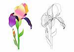 iris monochrome and colorful