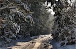 Forest road covered with snow in winter