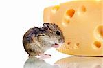 Funny little hamster with cheese over white