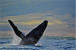 A Breaching Humpback Whale off the coast of Maui, Hawaii.