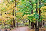 Autumn forest with yellow maple trees and colorful foliage in hiking trail.