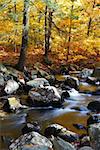 Autumn creek woods with yellow trees foliage and rocks in forest mountain.