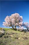 cherry trees flowering at the country in Spain