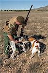 Pointer and brittany hunting dogs retrieving a hare