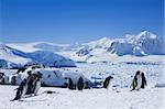 large group of penguins having fun on the snowy hills of  Antarctica