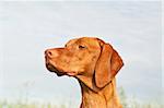 A closeup shot of a Vizsla dog that is staring into the distance.