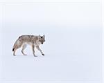 Coyote during winter in Yellowstone