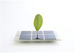 Solar panels and leaf