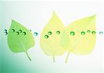 Les feuilles et les gouttes d'eau