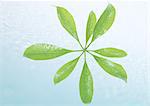 Leaves and bubbles