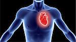 Human body with heart.Great to be used in medicine works and health.