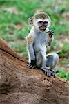 vervet monkey cub - sitting on branch and eats leaf/ chlorocebus pygerythrus