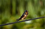 A Barn Swallow (Hirundo rustica) perches on a length of steel cable. Shallow depth of field.