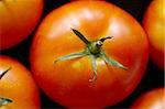 Bright red tomato with the stems close up