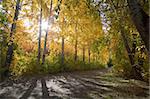 Autumn landscape: an alley with tall poplars in autumn park. Sunlight in the frame. Natural beautiful backdrop for any purpose