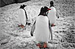 Three penguins standing under the rocks in Antarctica