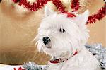 White puppy with christmas garland.