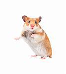 Young hamster isolated on white background