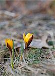 Close up of yellow crocus in early spring